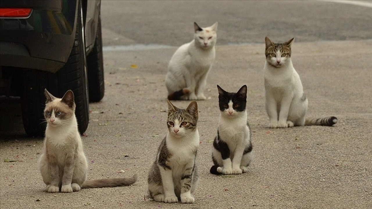 Kedi nüfusu, insan nüfusunu geçince hükümet düğmeye bastı Kedi nüfusu, insan nüfusunu geçince hükümet düğmeye bastı