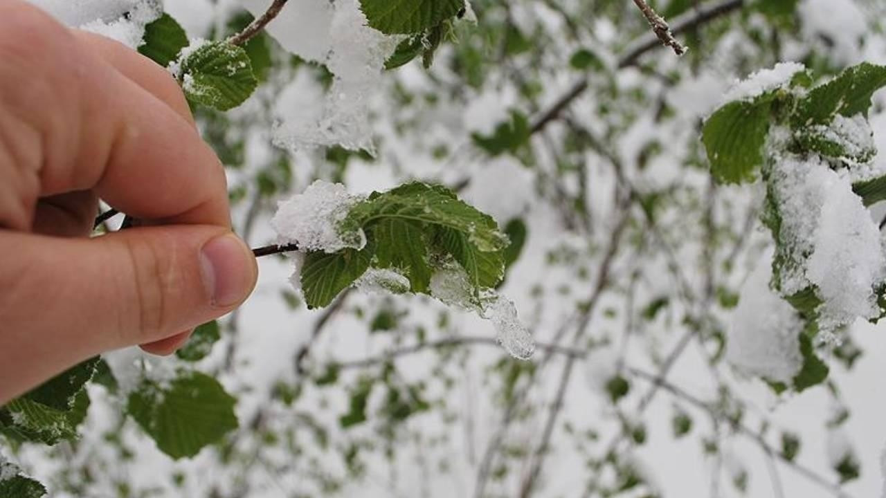 Meteoroloji’den üreticilere “zirai don” uyarısı: Riskli illeri açıkladı Meteoroloji’den üreticilere “zirai don” uyarısı: Riskli illeri açıkladı